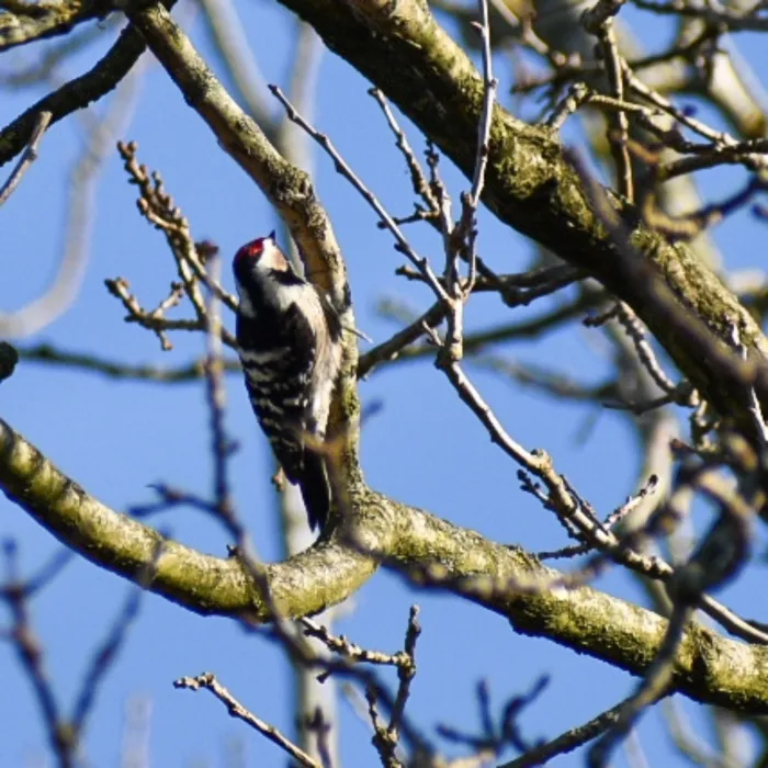 Gespotte Kleine bonte specht