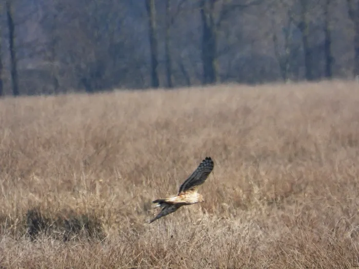 Gespotte Blauwe kiekendief