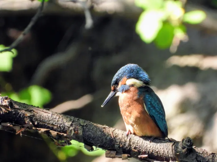Waargenomen IJsvogel
