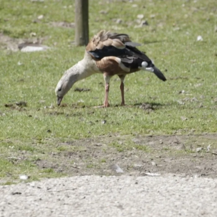 Spotted Egyptian Goose