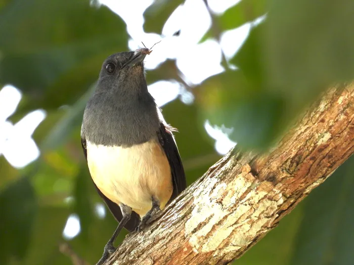 Gespotte Dayallijster