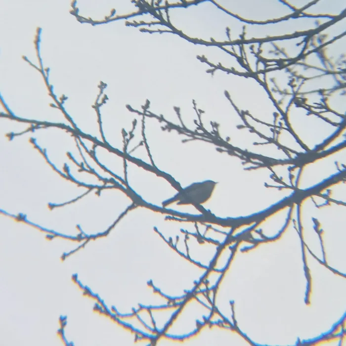 Spotted Common Chiffchaff