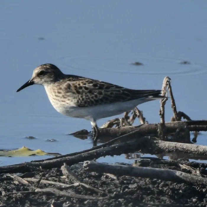 Spotted Semipalmated Sandpiper
