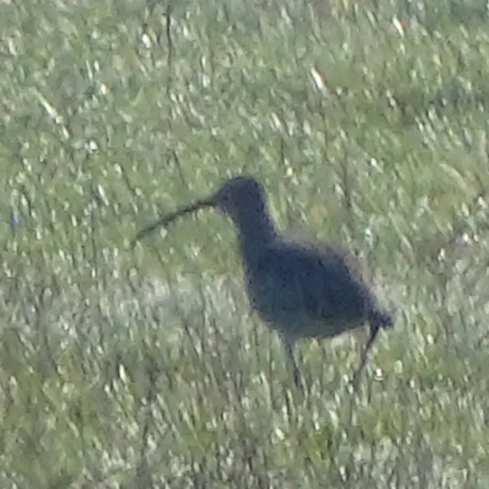 Spotted Eurasian Curlew
