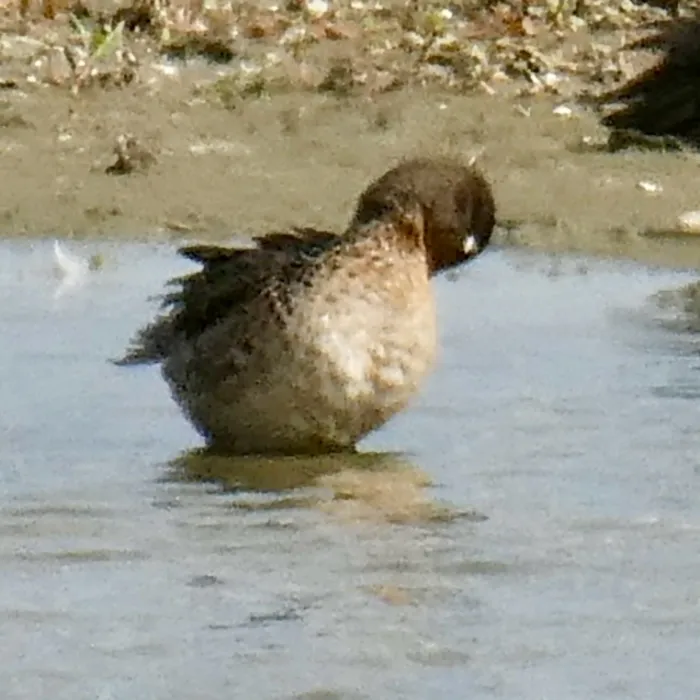 Spotted Green-winged Teal