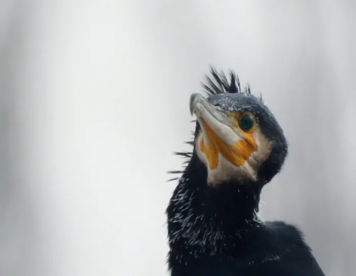 Gespotte Aalscholver