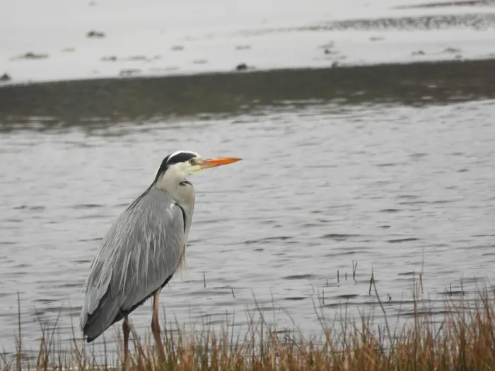 Spotted Gray Heron