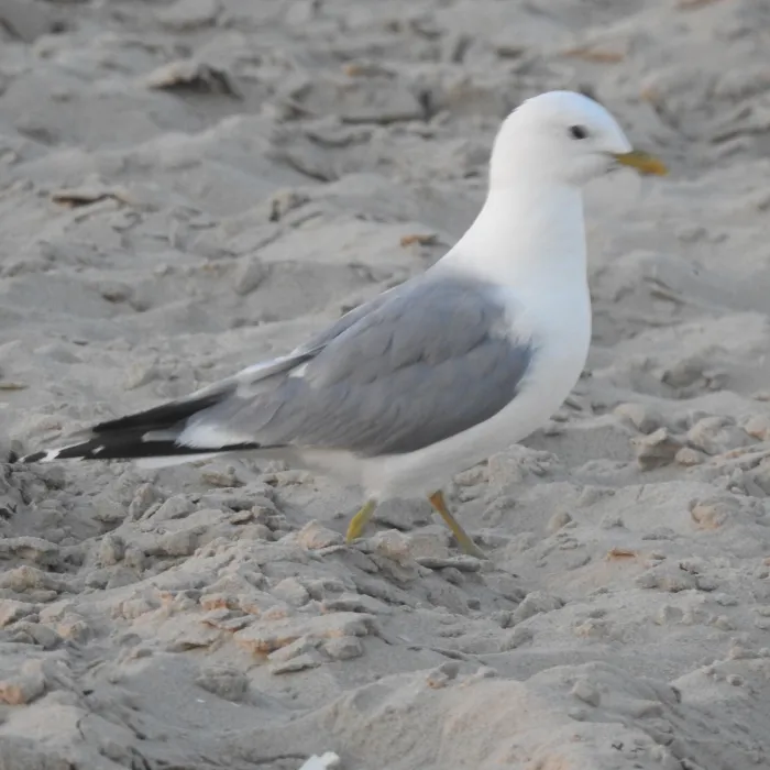 Spotted Common Gull
