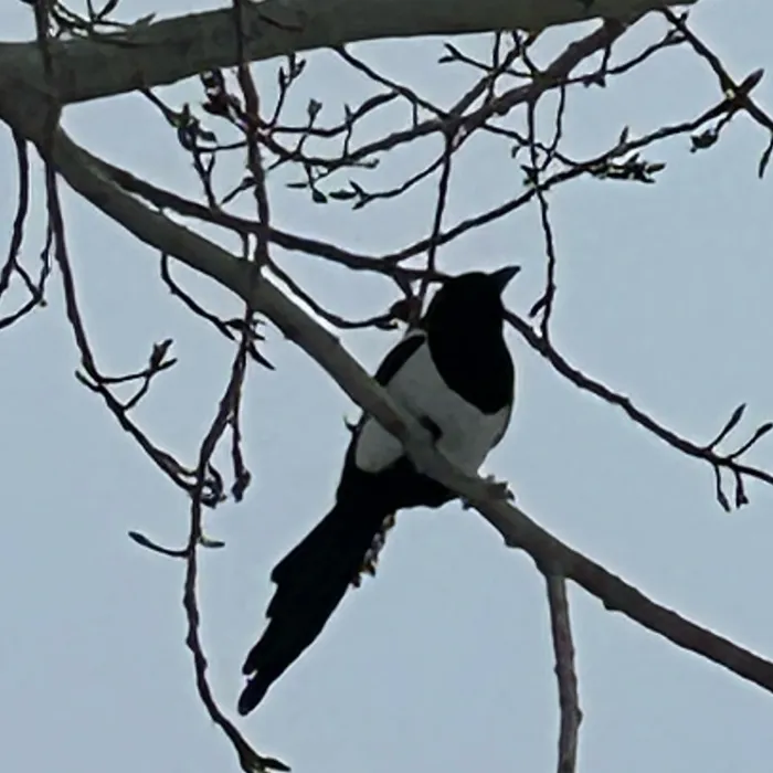 Spotted Eurasian Magpie
