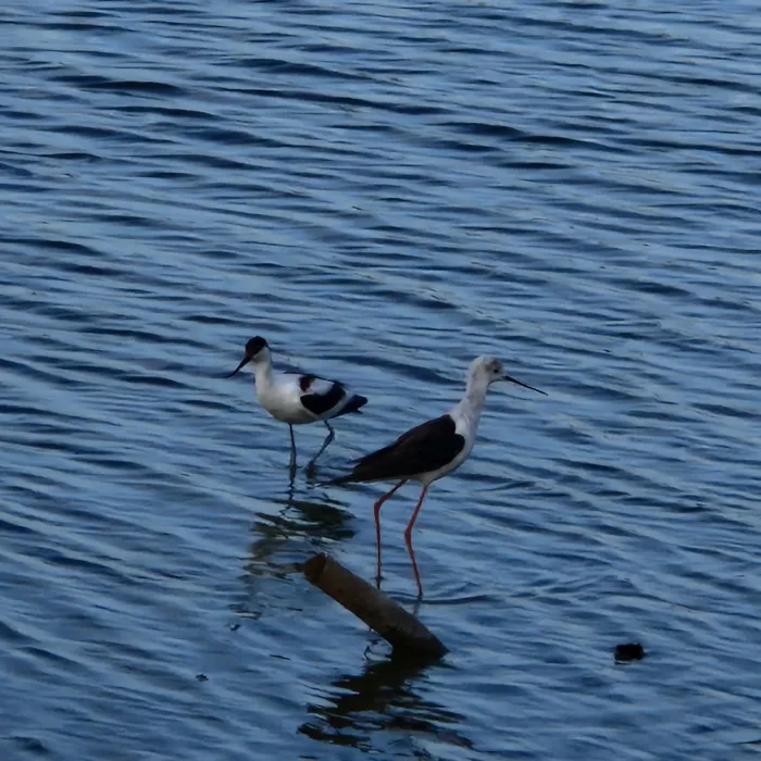 Spotted Black-winged Stilt