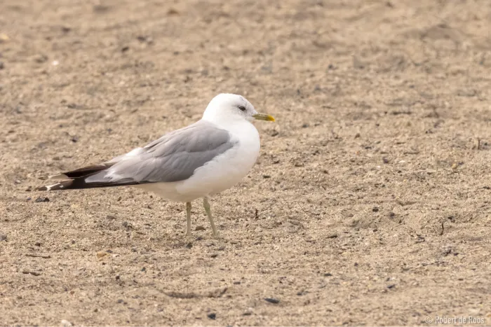 Common Gull