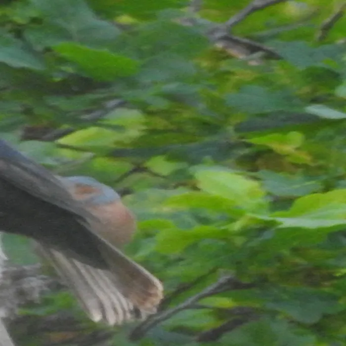 Spotted Common Chaffinch