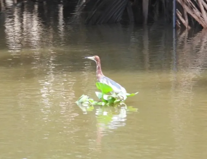 Spotted Chinese Pond-Heron
