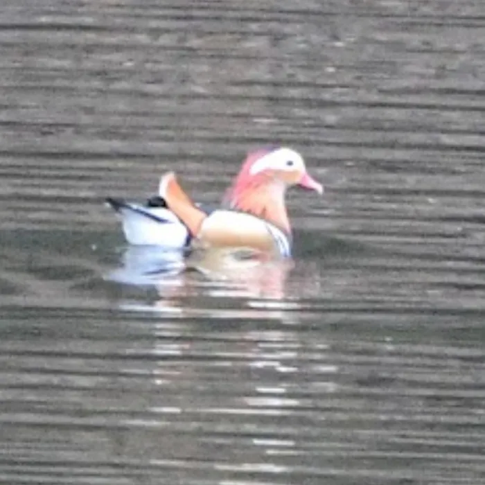 Spotted Mandarin Duck