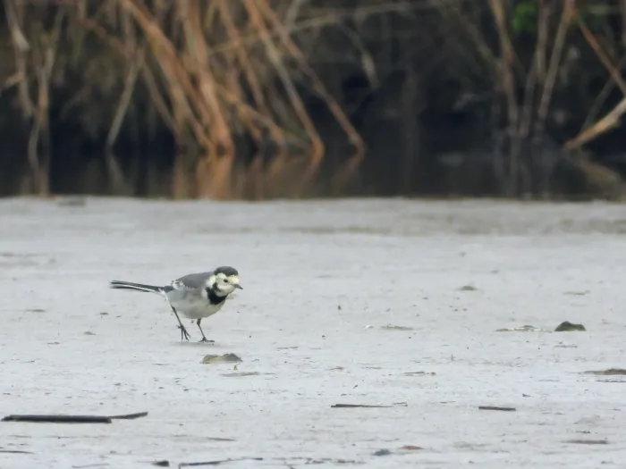 Spotted White Wagtail