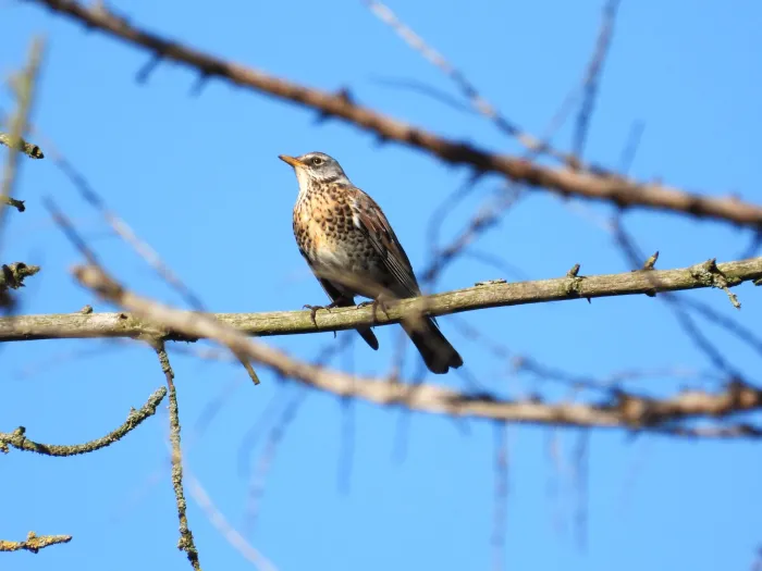 Spotted Fieldfare