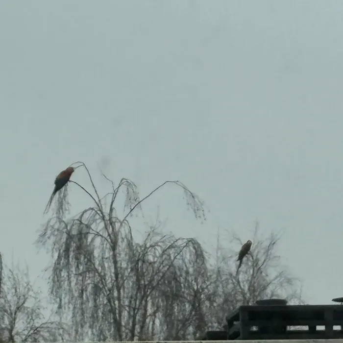 Spotted Scarlet Macaw