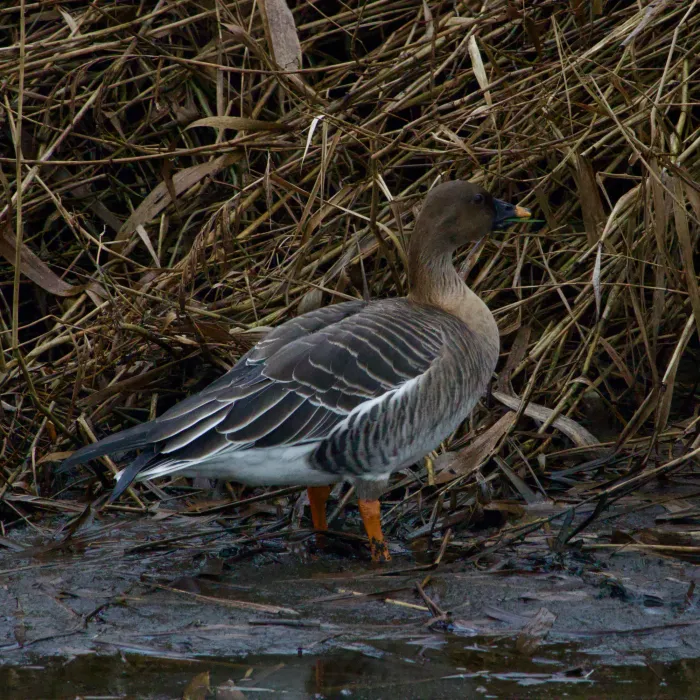 Spotted Tundra Bean-Goose