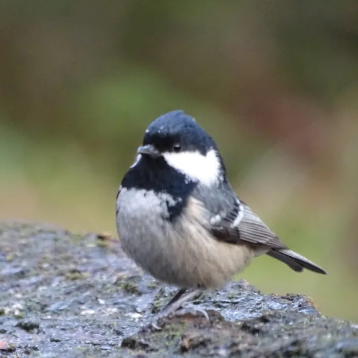 Gespotte Zwarte mees