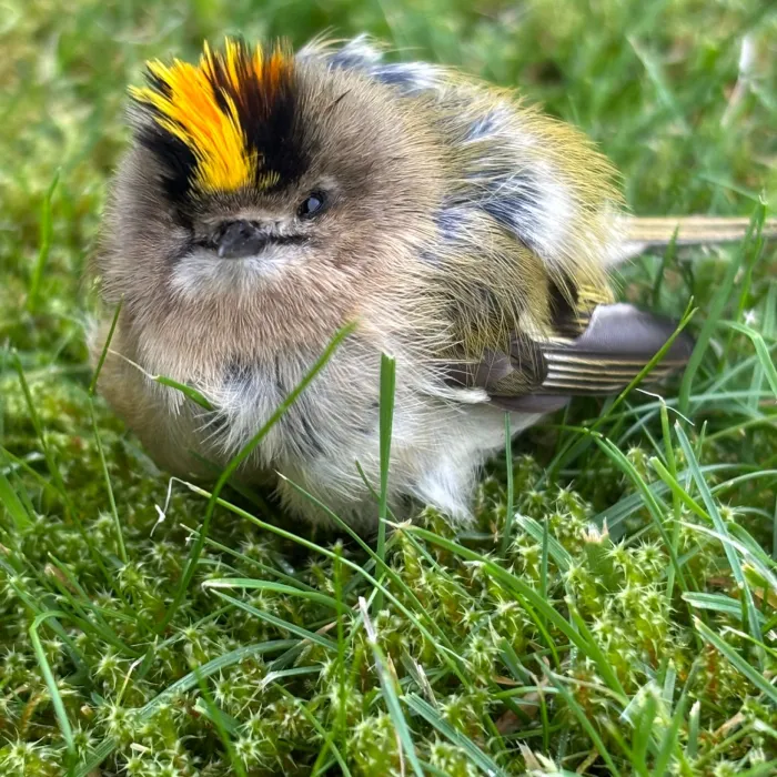 Spotted Goldcrest