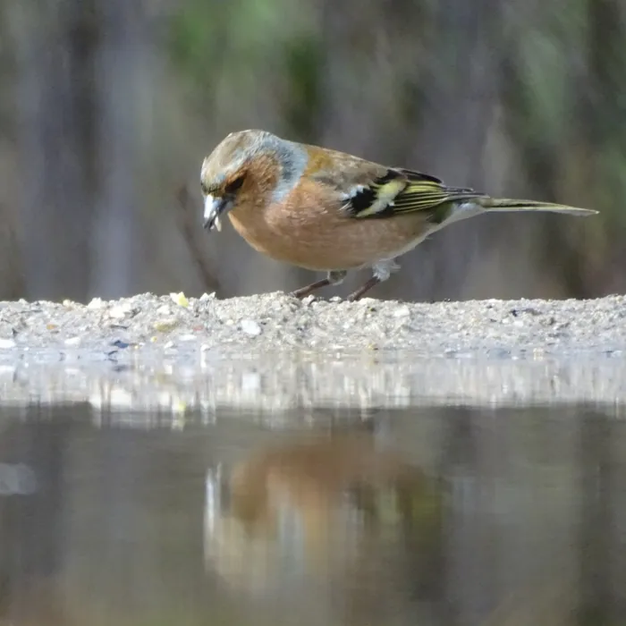 Gespotte Vink