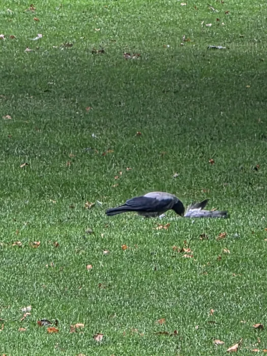Spotted Hooded Crow