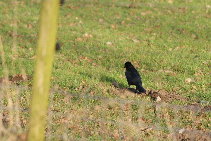 Gespotte Zwarte kraai