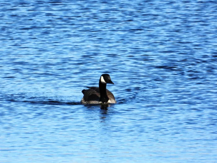 Gespotte Grote Canadese gans