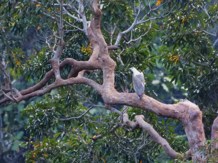 Gespotte Witbuikzeearend