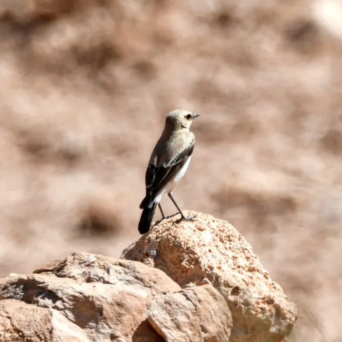 Gespotte Woestijntapuit