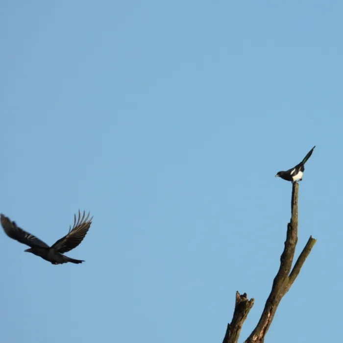 Spotted Carrion Crow