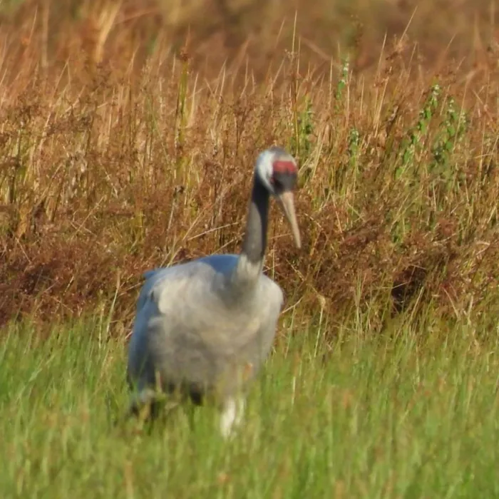 Waargenomen Kraanvogel