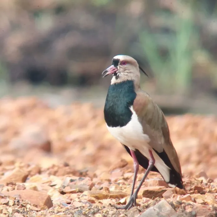 Spotted Southern Lapwing