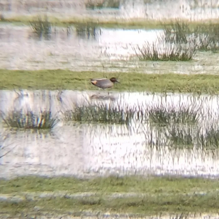 Gespotte Wintertaling