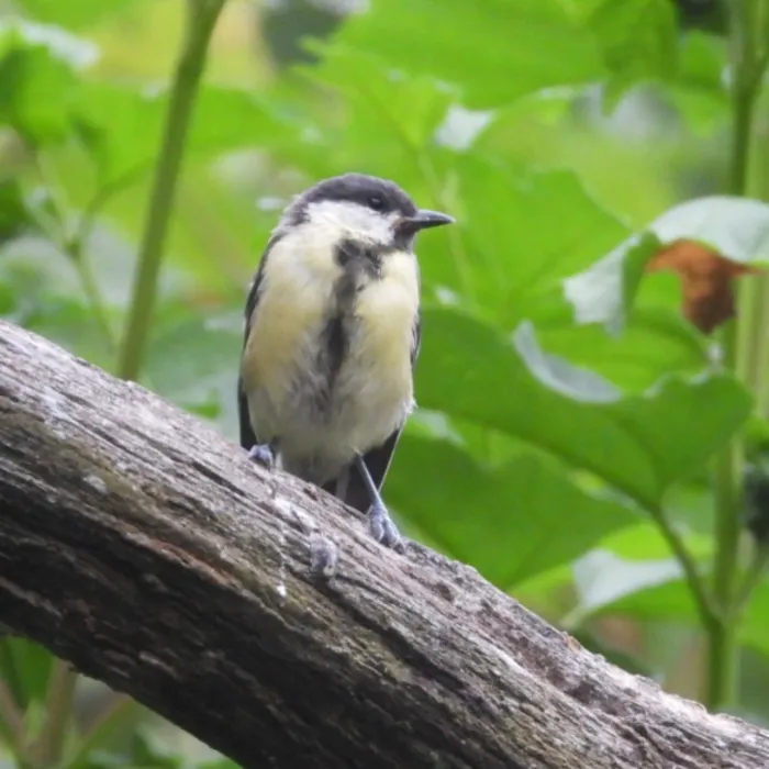Spotted Great Tit