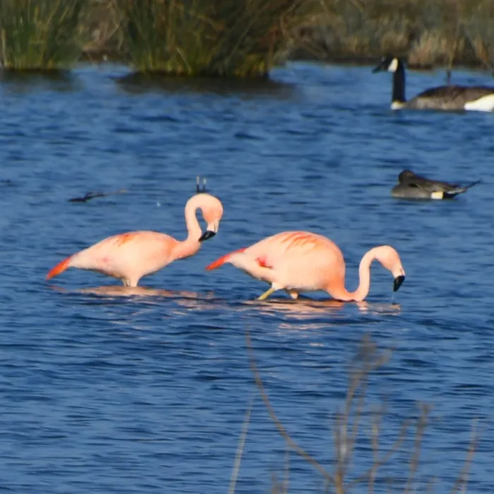 Spotted Chilean Flamingo