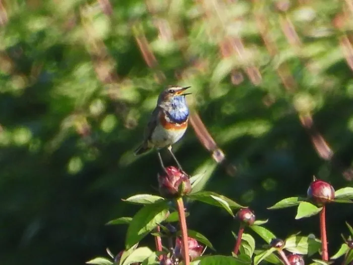 Waargenomen Blauwborst