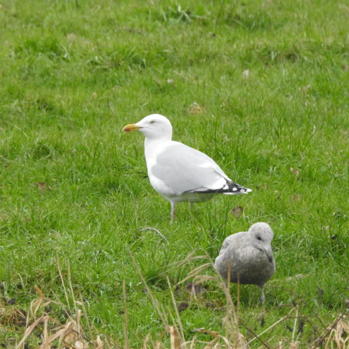 Spotted European Herring Gull