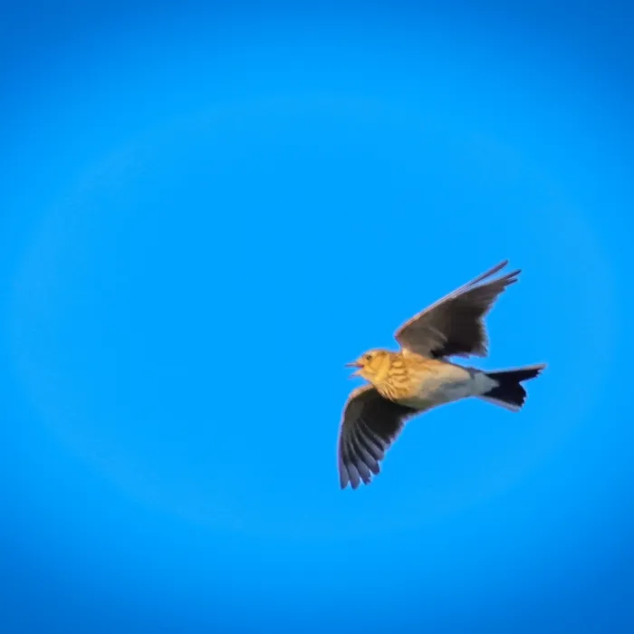 Gespotte Veldleeuwerik