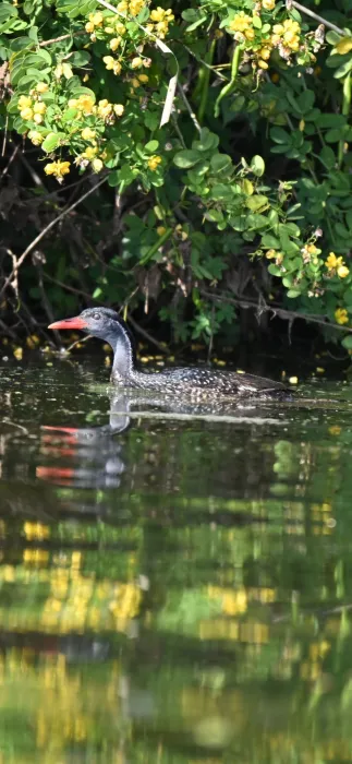 Spotted African Finfoot