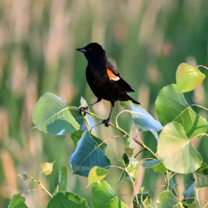 Gespotte Epauletspreeuw