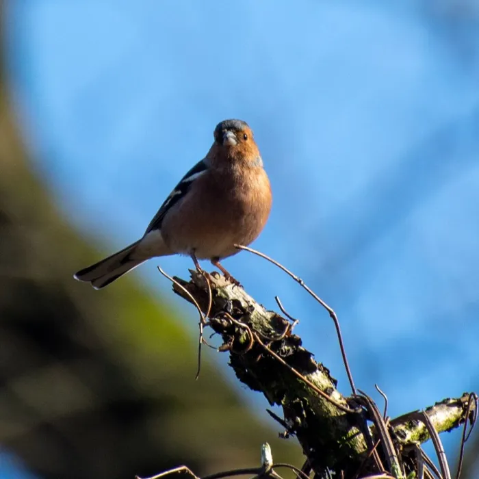 Spotted Common Chaffinch