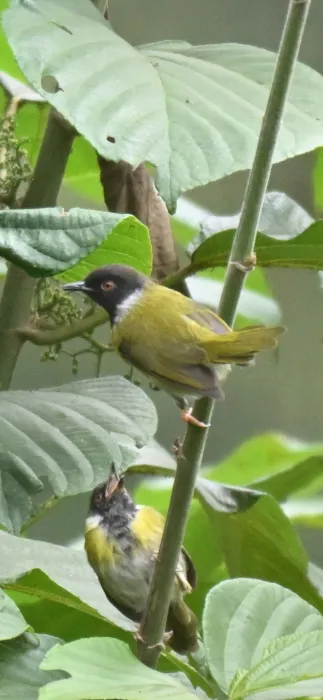 Waargenomen Kivuapalis