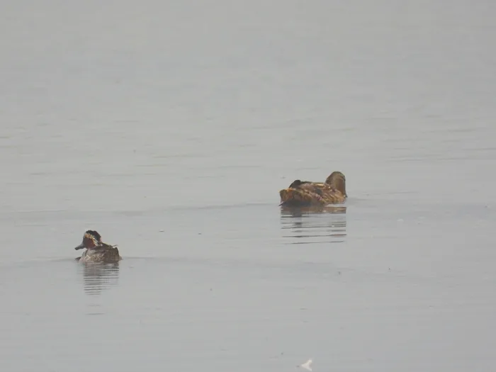 Spotted Garganey