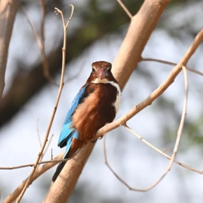 Spotted White-throated Kingfisher
