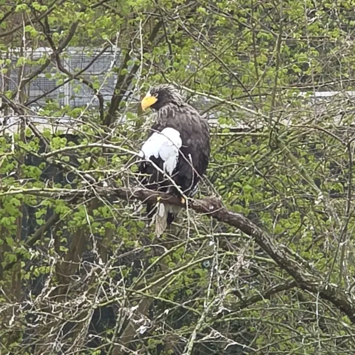 Gespotte Stellers zeearend