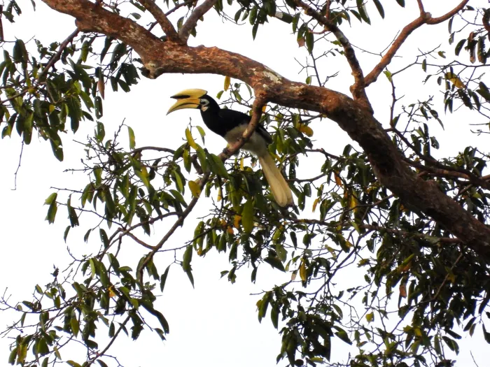 Gespotte Indische neushoornvogel