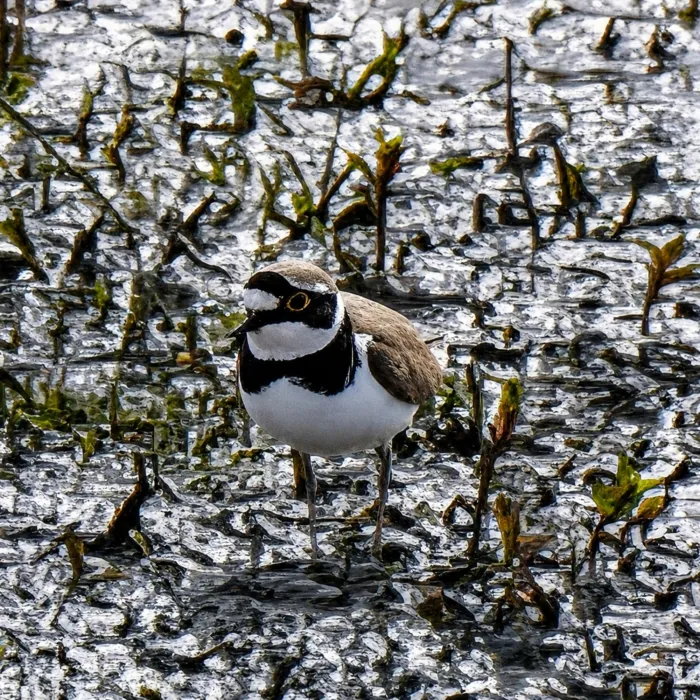 Spotted Little Ringed Plover