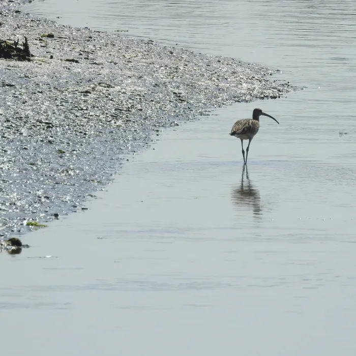 Spotted Eurasian Curlew