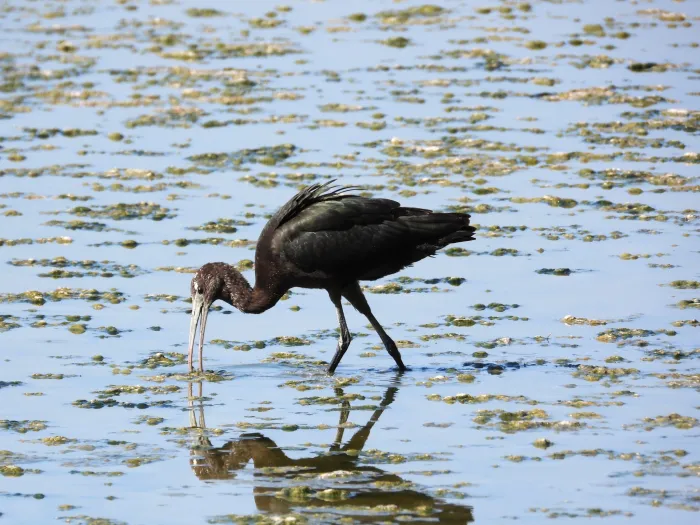 Waargenomen Zwarte ibis